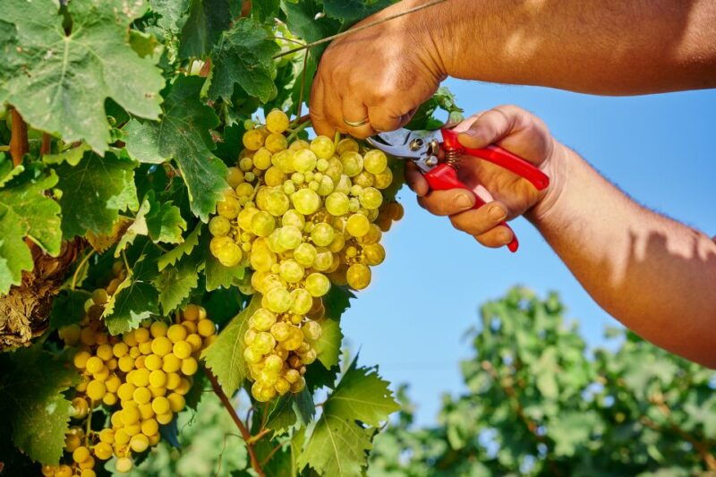 marsala-florio-winery-tour-with-local-wine-tasting