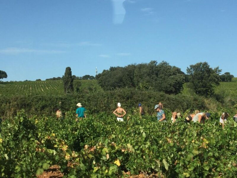 marseille-avignon-and-cotes-du-rhone-wine-tasting-tour