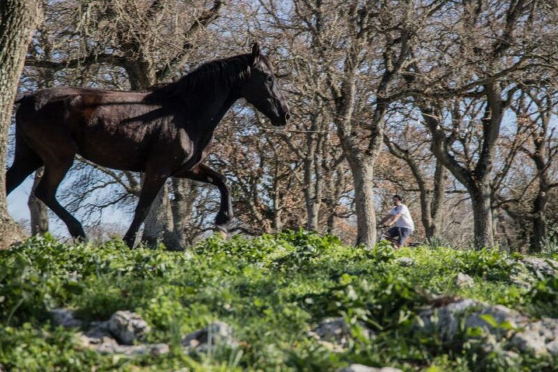 martina-franca-e-bike-tour-and-visit-to-a-breeding