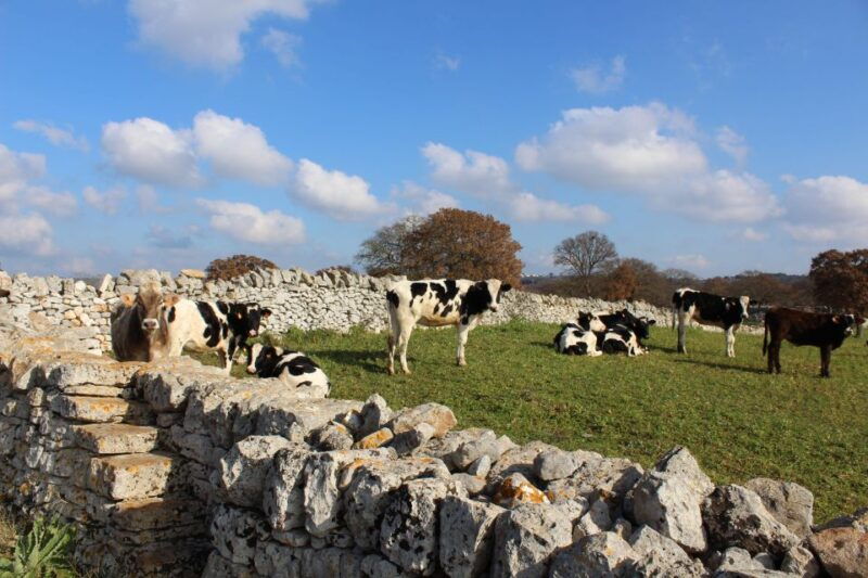 martina-franca-e-bike-tour-and-visit-to-a-breeding