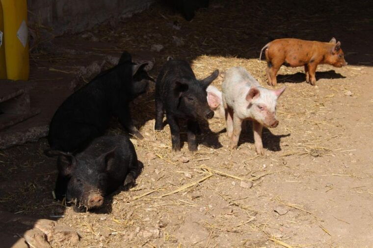 martina-franca-e-bike-tour-and-visit-to-a-breeding