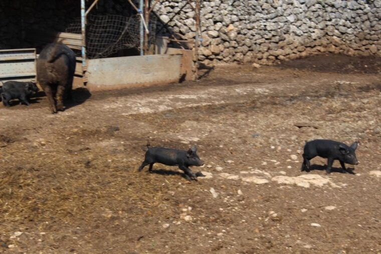martina-franca-e-bike-tour-and-visit-to-a-breeding