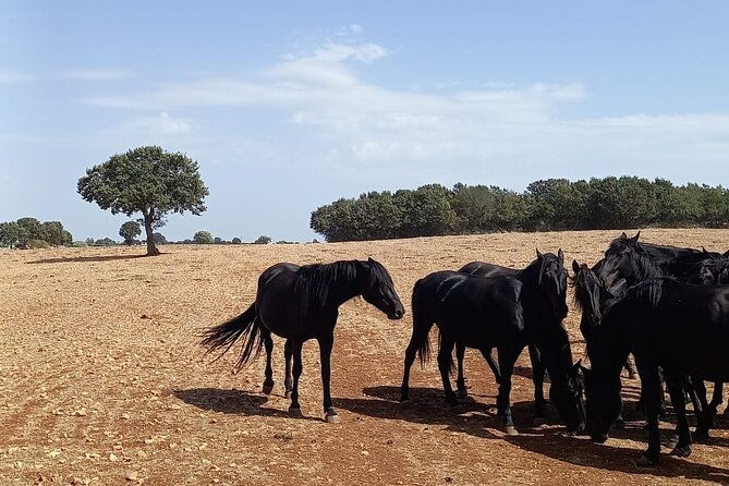 martina-franca-e-bike-tour-visit-a-breeding-and-a-dairy-farm