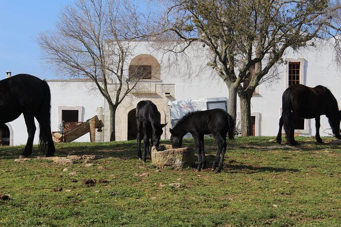 martina-franca-e-bike-tour-visit-a-breeding-and-a-dairy-farm