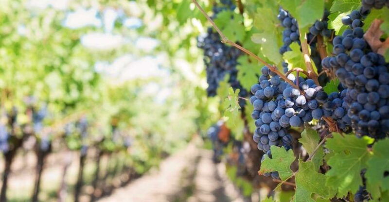 martina-franca-wine-local-products-tasting