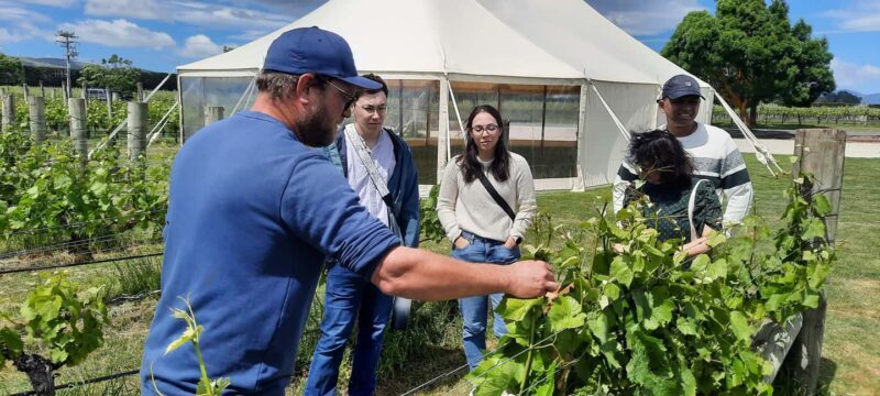 Martinborough Wine and Food Tour with Lunch from Wellington - Who Is This Tour Best For?