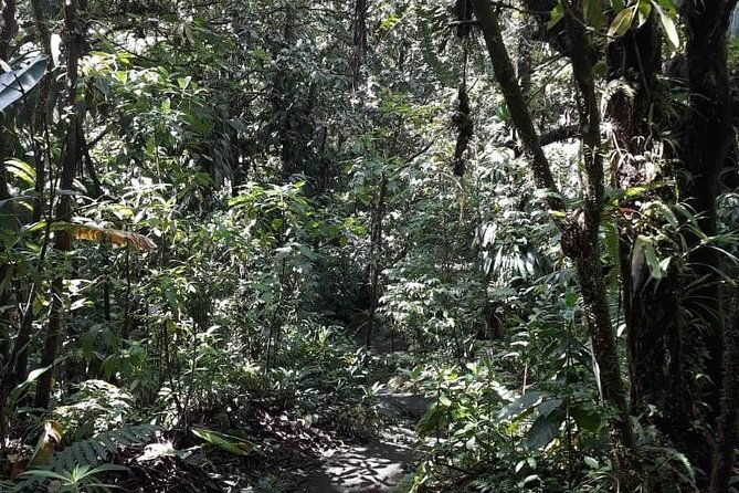 martinique-north-island-private-tour