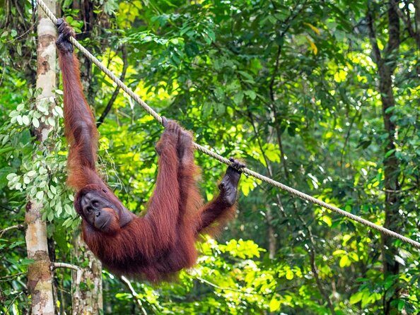 Marvellous Creature Orangutan : Sarawak Semenggoh Wildlife Centre Tour - Key Points