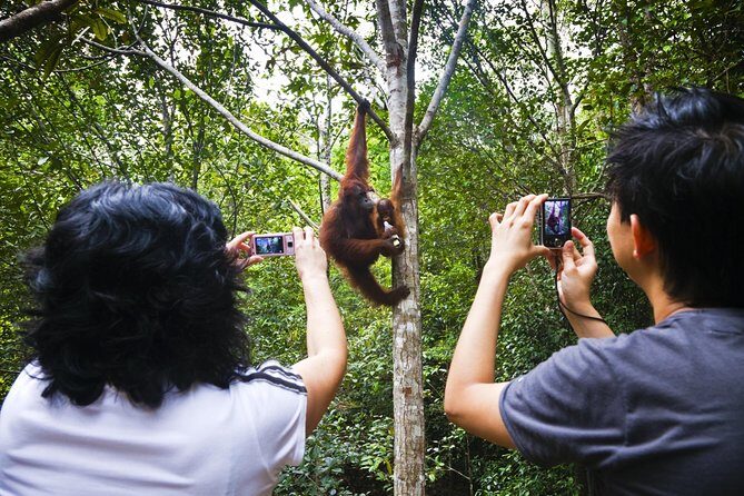 Marvellous Creature Orangutan : Sarawak Semenggoh Wildlife Centre Tour - The Value of the Tour
