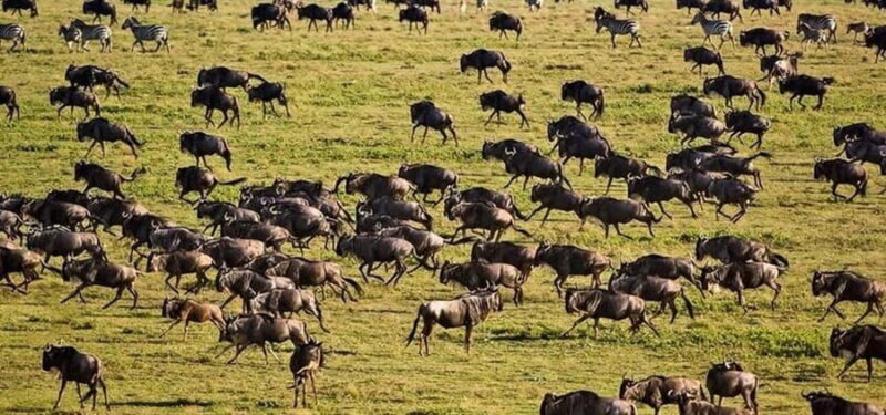 Marvelous 5-day Serengeti National Park to Ngorongoro Crater - Marvelous 5-day Serengeti National Park to Ngorongoro Crater: An In-Depth Review