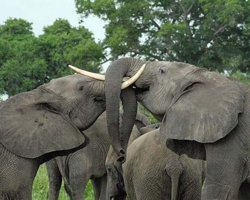 Marvelous 5-day Serengeti National Park to Ngorongoro Crater - What Makes This Tour Stand Out?