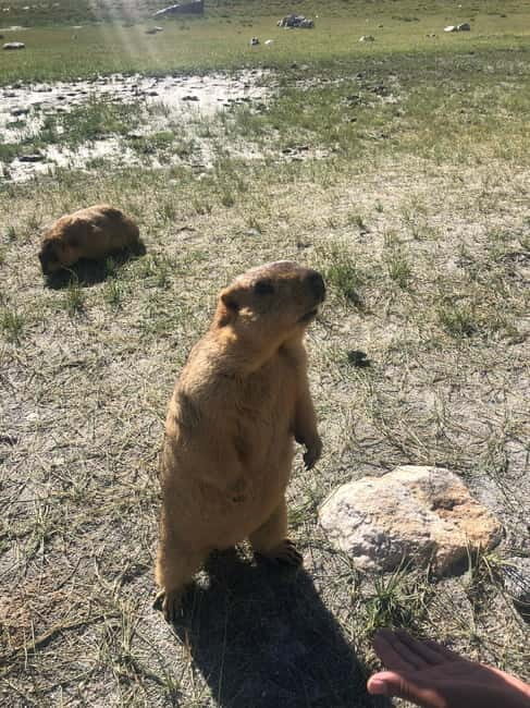 Marvels of Ladakh: Leh to Alchi, Likir and Lamayuru in a Day - Authentic Experiences from Past Travelers