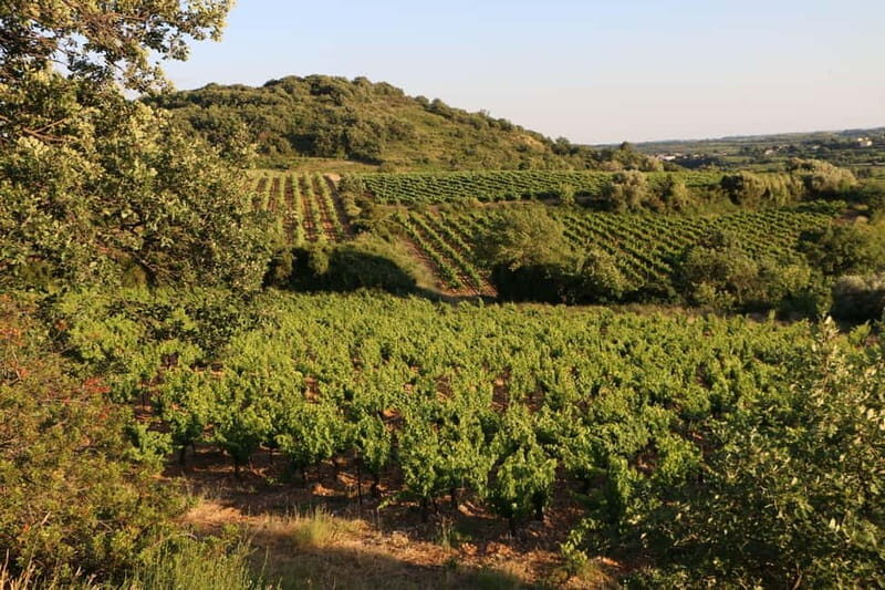 Mas Farchat: Wine tasting and tapas in the heart of nature - The Practical Side: Details and Value