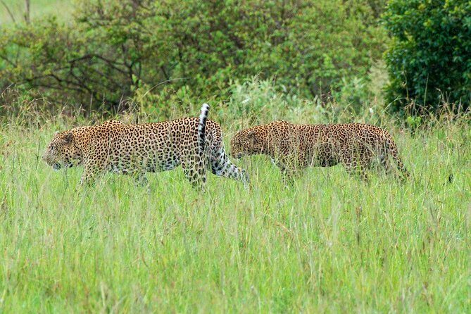 Masai Mara 3 Day Safari | Private 4WD Jeep Tour - A Practical Look at the Maasai Mara 3-Day Safari by Natural World Kenya Safaris