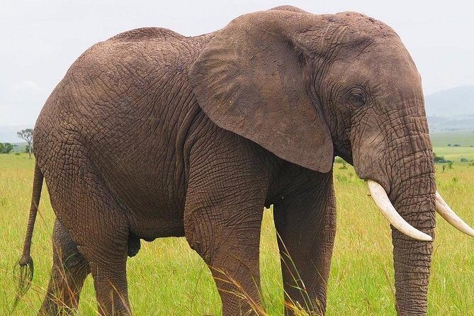 Masai Mara 3 Day Safari | Private 4WD Jeep Tour - Final Thoughts