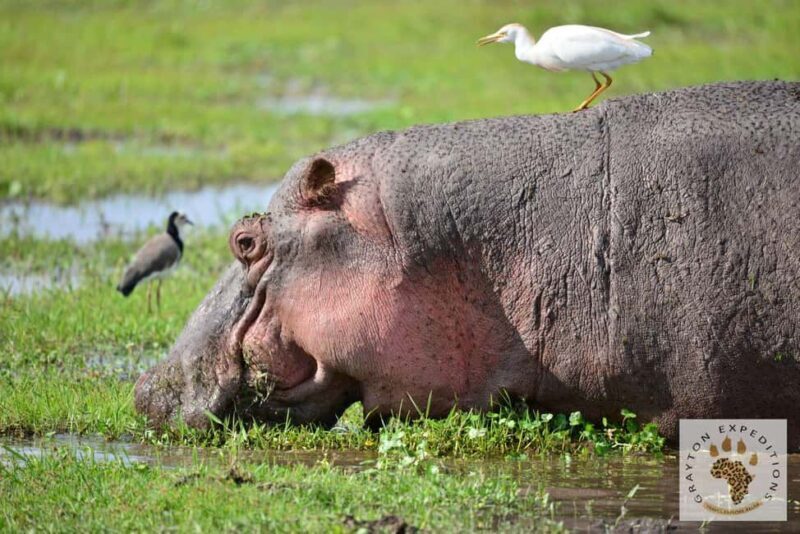 MASAI MARA: 3 DAYS MASAI MARA BUDGET GROUP JOINING SAFARI - Exploring the Masai Mara: A Closer Look at the 3-Day Group Safari