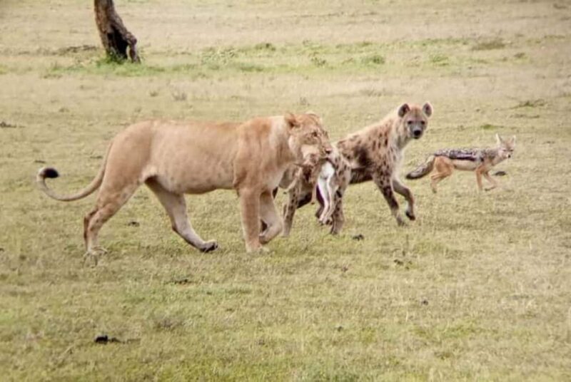 MASAI MARA: 3 DAYS MASAI MARA BUDGET GROUP JOINING SAFARI - The Practicalities: Whats Included and Whats Not