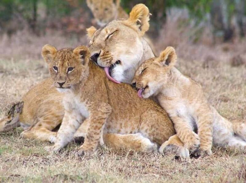 MASAI MARA: 3 DAYS MASAI MARA BUDGET GROUP JOINING SAFARI - Final Thoughts: Is This Safari Right for You?