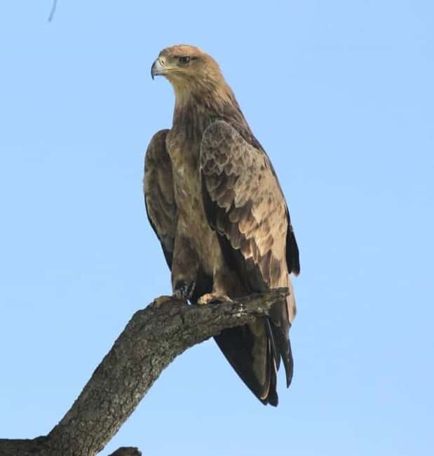 MASAI MARA: 3 DAYS MASAI MARA BUDGET GROUP JOINING SAFARI - Frequently Asked Questions