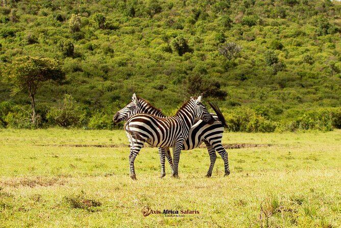 Masai Mara 3 Days Tour Safari Private 4WD Landcruiser - Practical Tips for a Smooth Safari