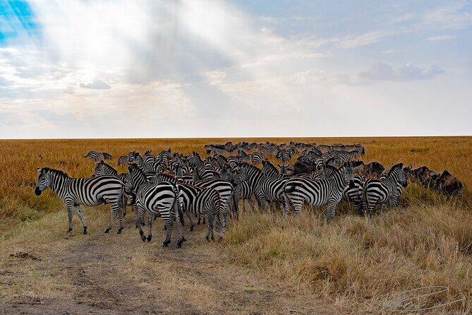 Masai Mara 3Days Safari Adventure - The Safari Vehicle and Comfort  