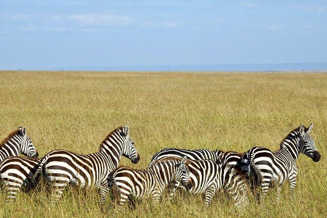 Masai Mara 3Days Safari Adventure - Cost and Value  