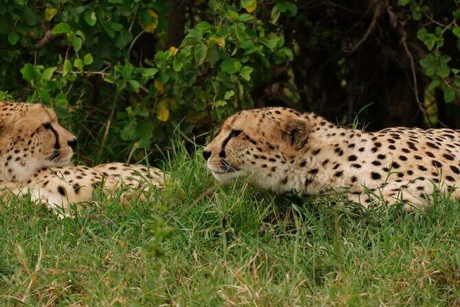 Masai Mara 3Days Safari Adventure - Authenticity and Guides  