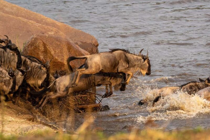 Masai Mara: 4-day safari for the great wildebeest migration - Practical Tips and Considerations