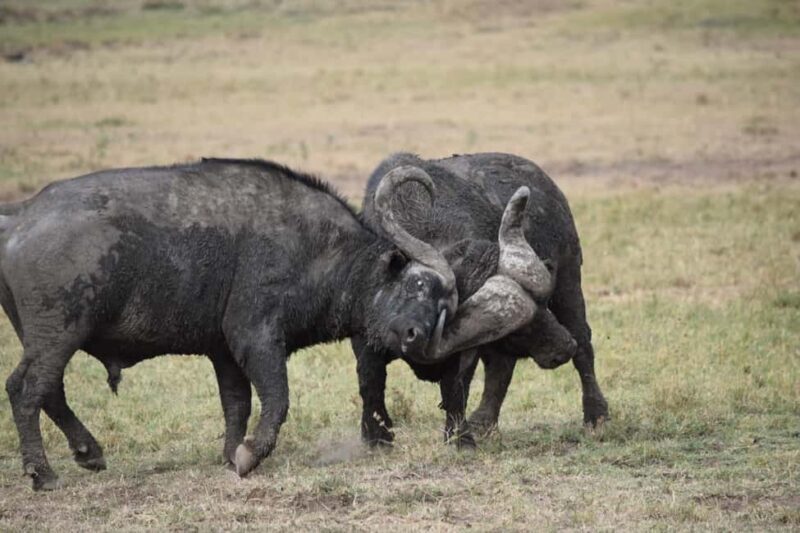 Masai Mara: 7-Day Safari Tour with Game Drives & Boat Rides - Key Points  