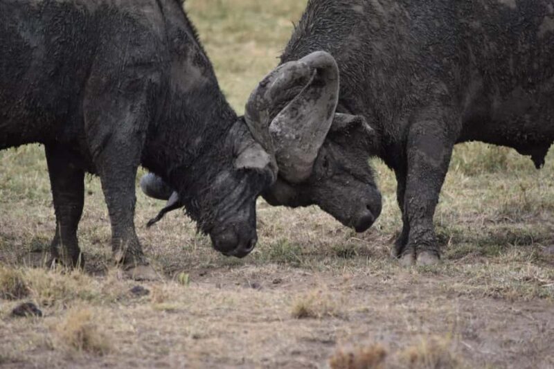 Masai Mara: 7-Day Safari Tour with Game Drives & Boat Rides - Final Thoughts: Who Is This Tour For?