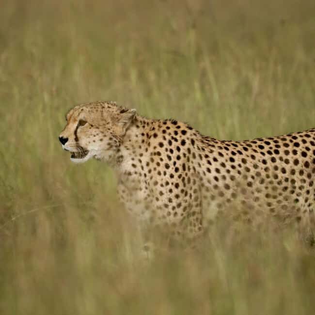 Masai Mara, Amboseli, Nakuru, & Naivasha Lakes 7-Day Safari - Key Points