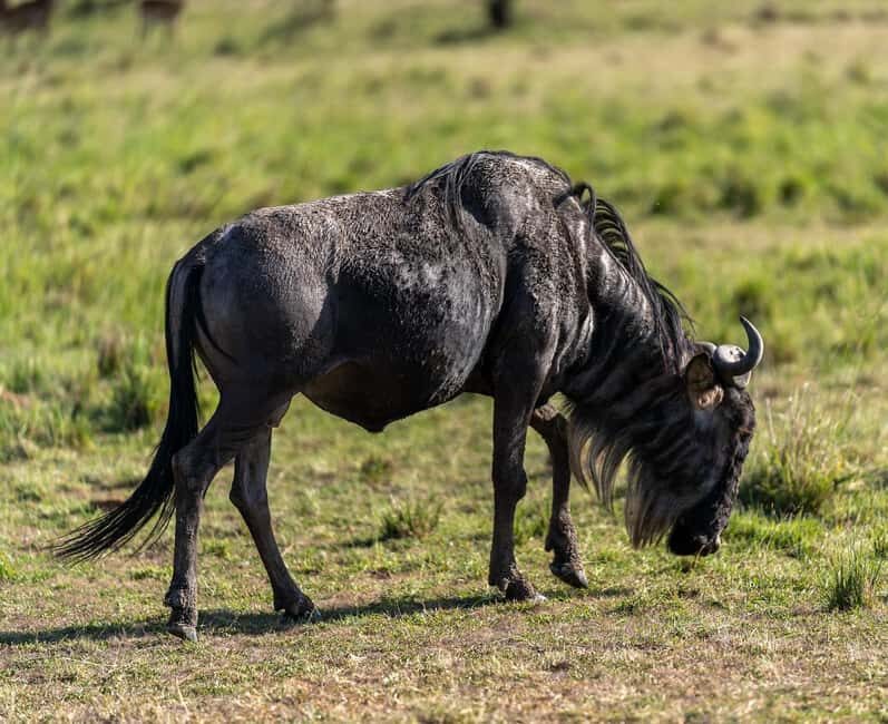 Masai Mara, Amboseli, Nakuru, & Naivasha Lakes 7-Day Safari - The Full Experience Breakdown