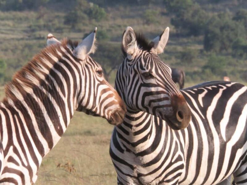 Masai Mara, Amboseli, Nakuru, & Naivasha Lakes 7-Day Safari - Practical Tips for Travelers