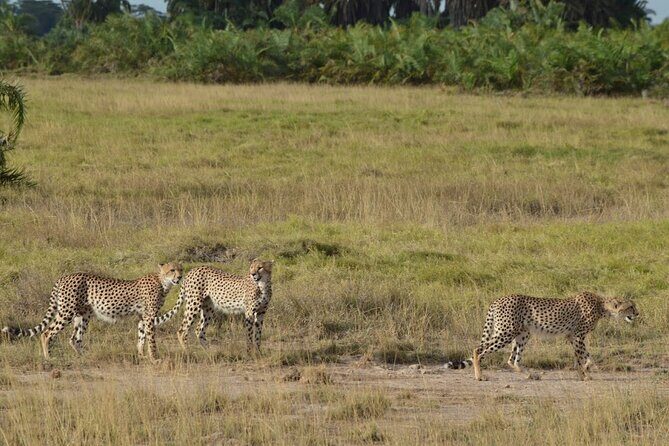 Masai Mara classic safari with optional Masai Village - An In-Depth Look at the Masai Mara Safari Experience