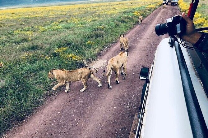 Masai Mara classic safari with optional Masai Village - The Sum Up