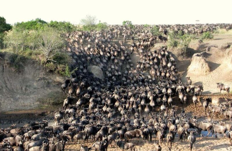 Masai Mara Day Tour and Masai Village visits - Is This Tour Worth the Price?
