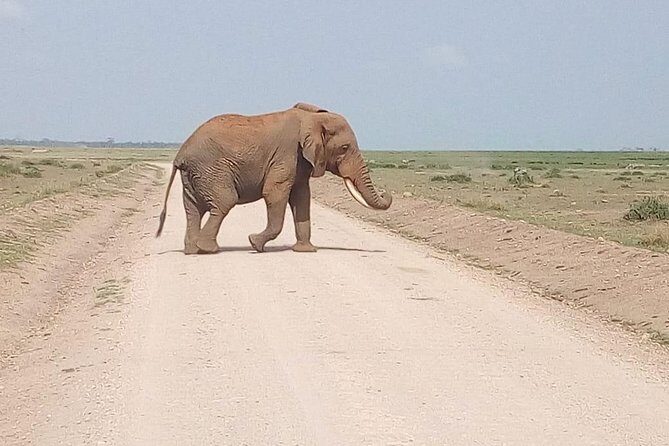 Masai Mara Full Day Tour from Nairobi, Naivasha or Nakuru - The Full Itinerary Breakdown