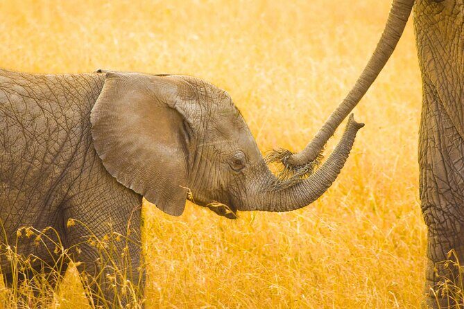 Masai Mara Game Drive - Discovering the Masai Mara: Why This Tour Stands Out