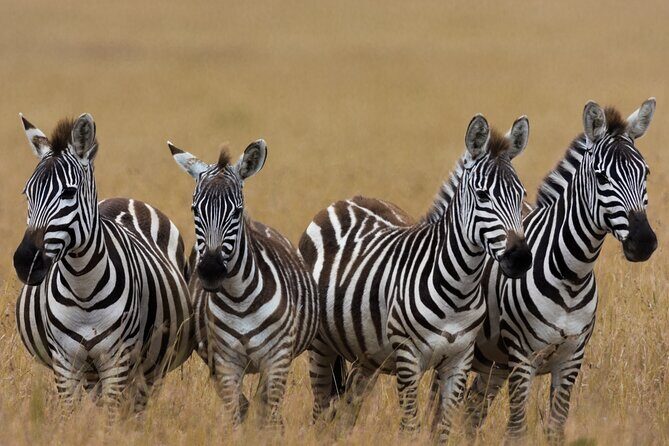 Masai Mara Game Drive - Final Words