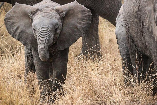 Masai Mara Game Reserve Safari Tour, 4 Days 3 Nights - Key Points