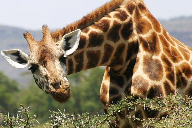 Masai Mara Game Reserve Safari Tour, 4 Days 3 Nights - Price and Value Analysis