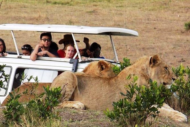 Masai Mara Game Reserve Safari Tour, 4 Days 3 Nights - Authentic Experiences and Review Highlights
