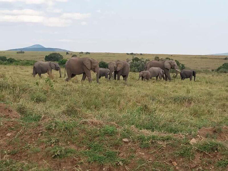 Masai Mara Hot Air Balloon Safari & Champagne Breakfast - Important Details and Considerations