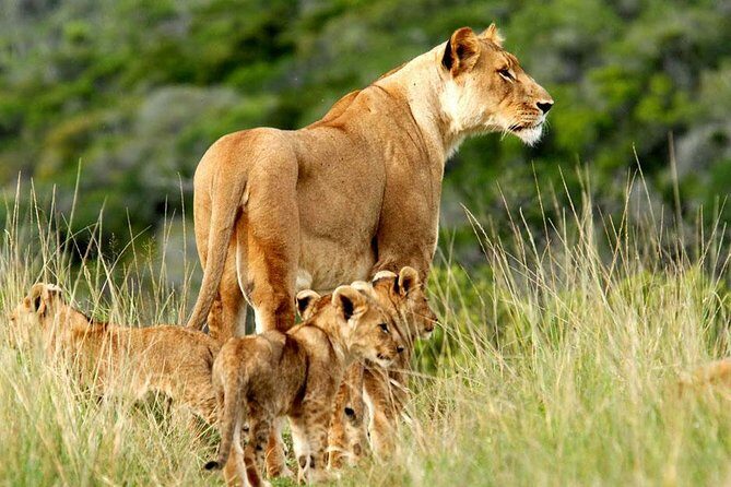 Masai Mara & Lake Nakuru Safari tour: 4-Day Kenya Adventure - Key Points