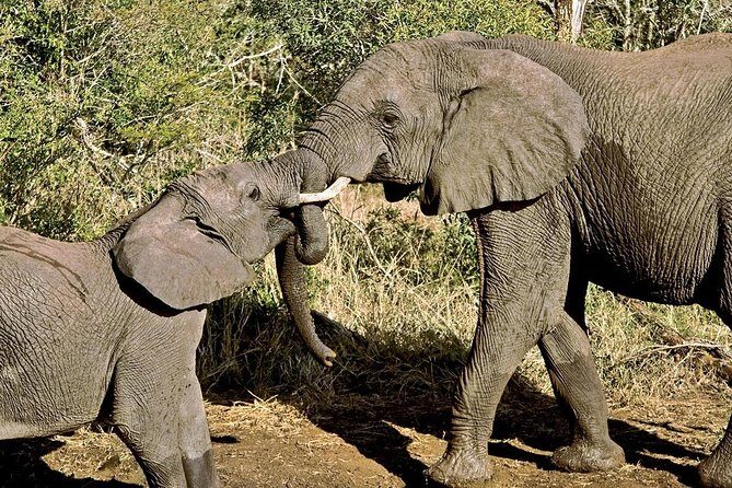Masai Mara & Lake Nakuru Safari tour: 4-Day Kenya Adventure - Who This Tour Is Perfect For