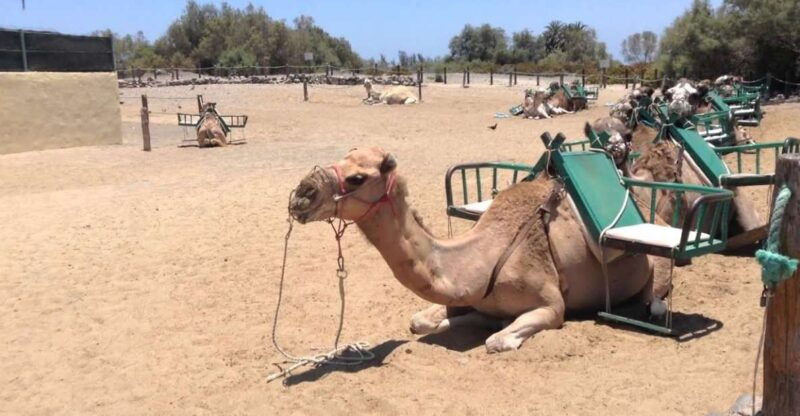 maspalomas-2-seater-e-scooter-dunes-tour-optional-camel