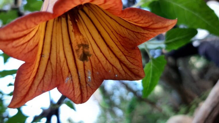 maspalomas-barranco-de-los-cernicalos-rainforest-hike