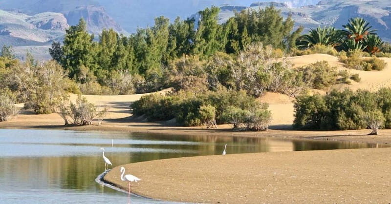 Maspalomas: E-Bike Sightseeing Sunset Tour or Morning Tour - Authentic Experiences and Reviews