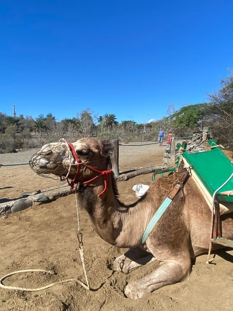 maspalomas-guided-camel-ride-in-the-maspalomas-sand-dunes