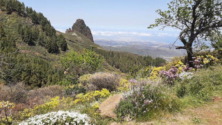 maspalomas-hiking-to-roque-nublo-with-2-authorized-guides
